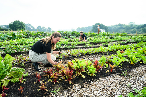 Focus on foreground woman in mid 20s crouching between planting rows and weeding around leaf vegetables, coworkers in background. Late summer, East Sussex.