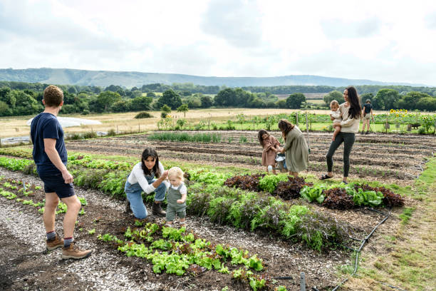 Parents introducing their children to organic farming Full length view of mid adult mothers and father supervising their daughters aged 11 months to 9 years as they learn how to care for leafy vegetables. 6-11-months stock pictures, royalty-free photos & images