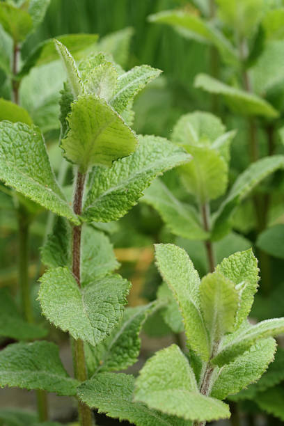 menta a foglie rotonde - mentha rotundifolia foto e immagini stock