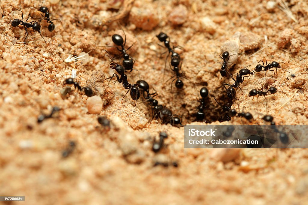 Black mrówek. - Zbiór zdjęć royalty-free (Mrowisko)