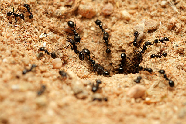 black mrówek. - anthill macro ant food zdjęcia i obrazy z banku zdjęć