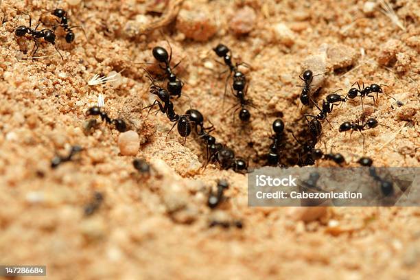Black Mrówek - zdjęcia stockowe i więcej obrazów Mrowisko - Mrowisko, Bliskie zbliżenie, Brązowy