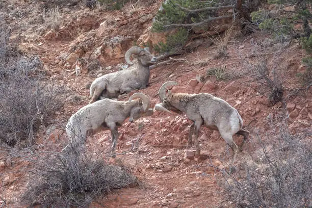 Big Horn rams fight, bang horns - Sequence 2 of 3 - At the Garden of the Gods in Colorado Springs, Colorado in western USA of North America
