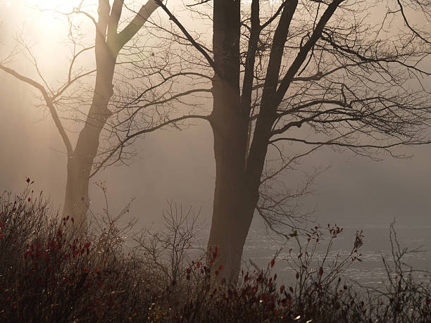 trees with morning fog by lake stock photo