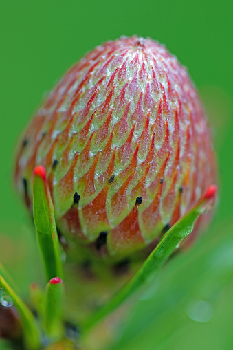 Protea  bud for the pincushion flower, close up