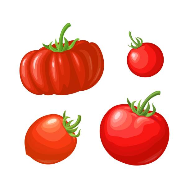 4 different types tomatoes. Side view. Icon isolated on white 4 different types tomatoes. Side view. Vector color flat illustration for poster, menus, web. Icon isolated on white background. half past stock illustrations