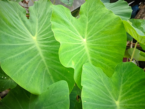 The wide surface of taro leaves looks green and fresh and thrives on plantation soil on the island of Bangka Belitung