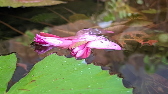 pink lotus flower that collapsed and fell on the surface of the pond water