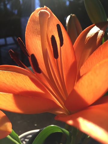day lily in the sun