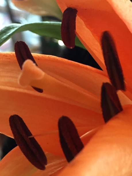 istock close up of orange lily 1472875117