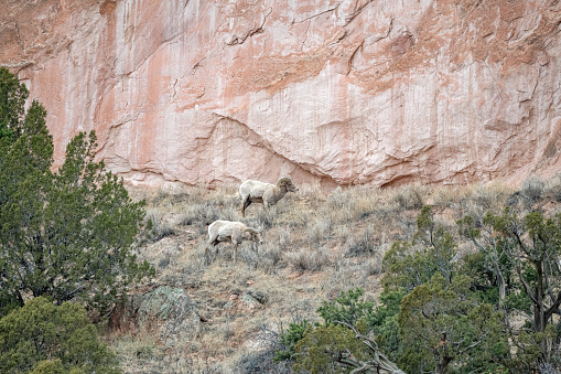 Big Horn rams standing by massive sandstone vertical wall and large trees in Garden of the Gods, Colorado Springs, in western USA of North America.