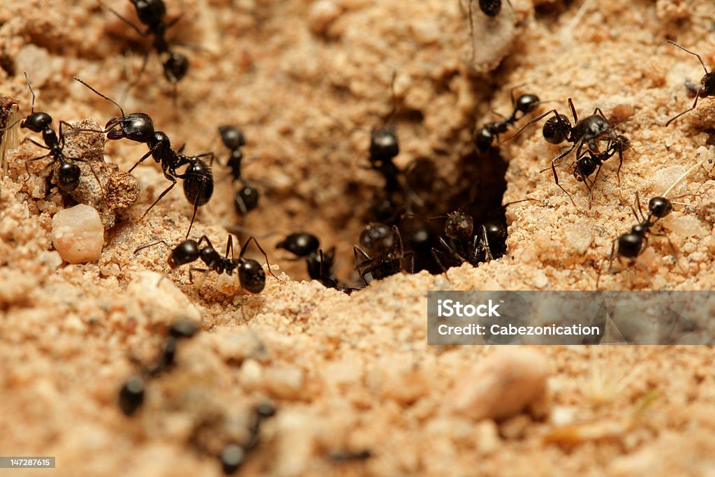 ants - 로열티 프리 갈색 스톡 사진