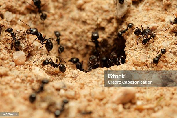 Foto de Formigas e mais fotos de stock de Animal - Animal, Comida, Cooperação