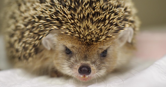 In the veterinary clinic, the hedgehog is funny angry and makes a serious frown. A small cute hedgehog funny muzzle with a menacing look. Funny angry hedgehog concept..