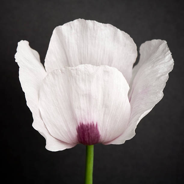 Opium Poppy stock photo