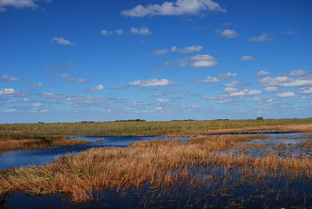 istock everglades blue sky with golden tall grass. 147287825