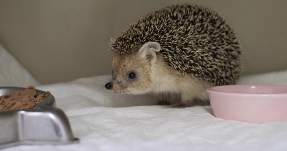 In a veterinary clinic, a hedgehog walks around the cage with curiosity. Cute funny hedgehog is recovering in the hospital. Healthy hedgehog concept..