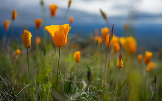 California golden poppies bloom high in The McDowell Mountains