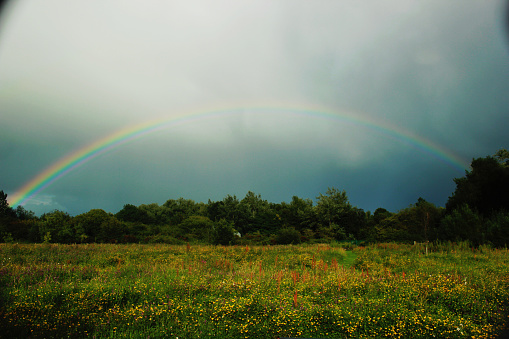 A rainbow appearing in front of a rainstorm in a overgrown field