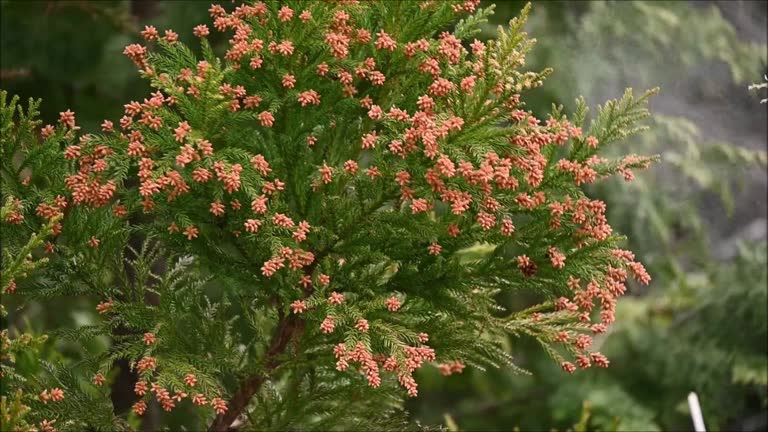 cedar pollen