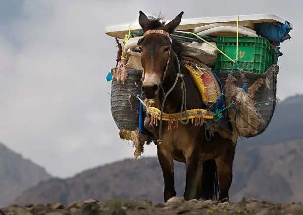 This photo was taken on a trekking tour in northern Africa. It shows a mule carrying lugga over a mountain pass.