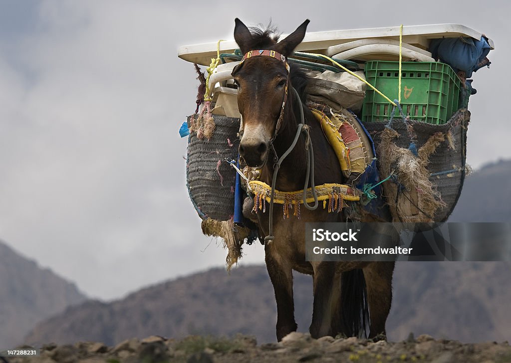 Mule no Norte da África - Foto de stock de Super Carregado royalty-free