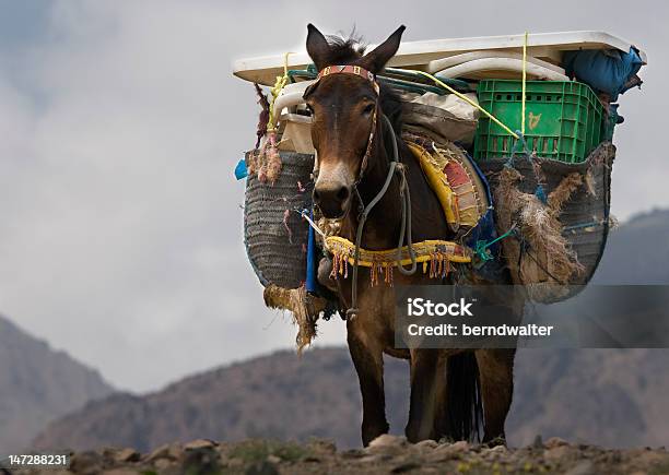 Foto de Mule No Norte Da África e mais fotos de stock de Super Carregado - Super Carregado, Carregar, Burro