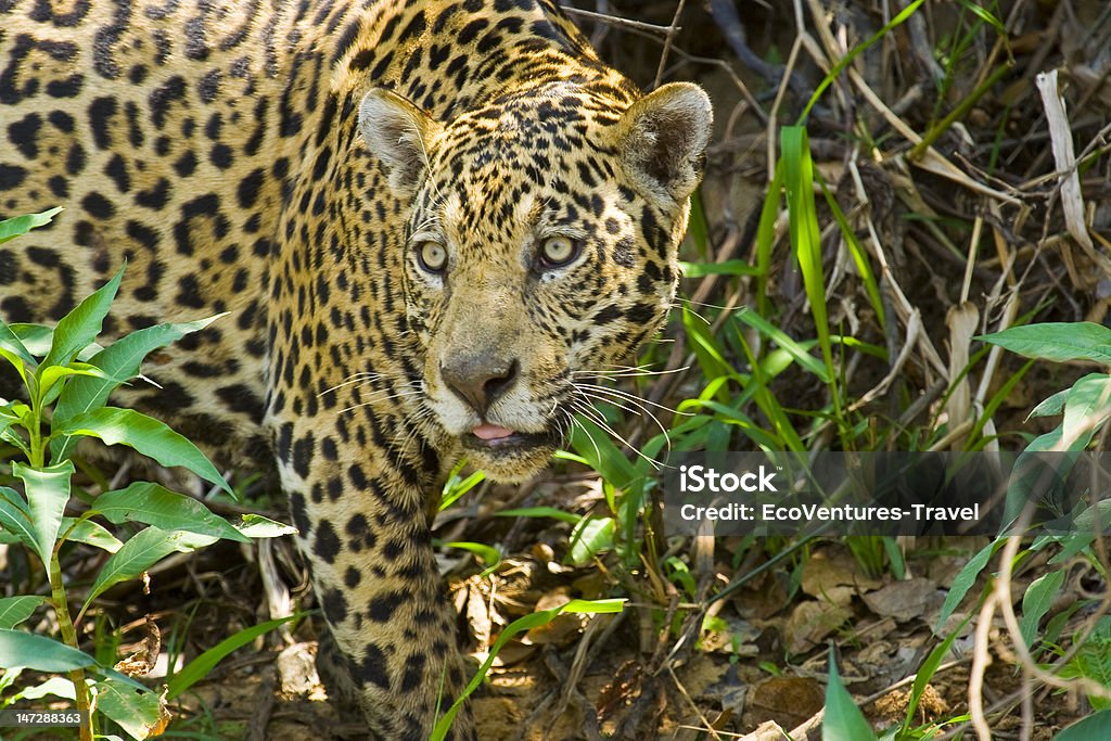 Wild Jaguar nel Pantanal, Brasile - Foto stock royalty-free di Avvicinarsi furtivamente