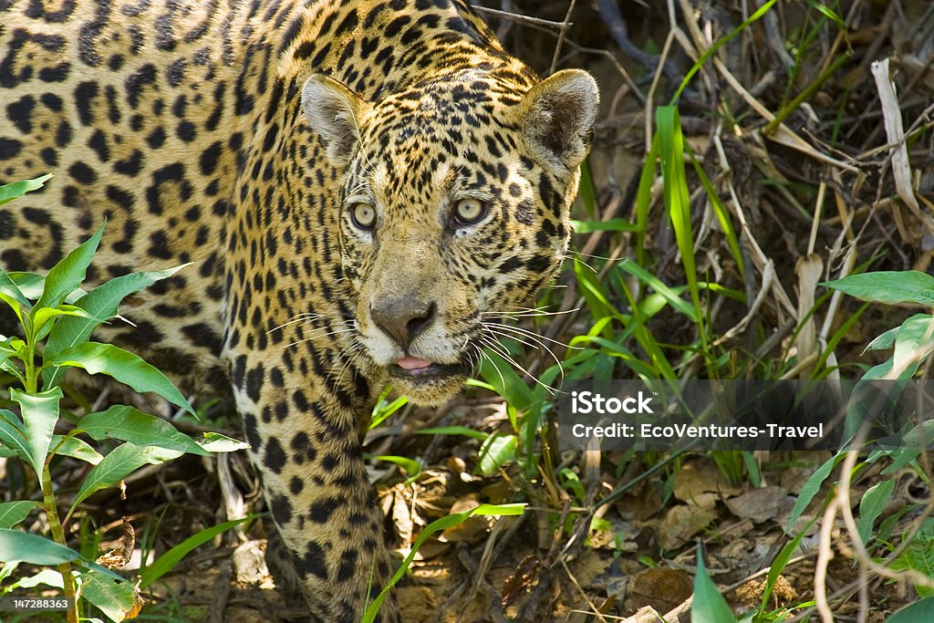 Jaguar selvagem no Pantanal, Brasil - Royalty-free Jaguar - Gato Foto de stock