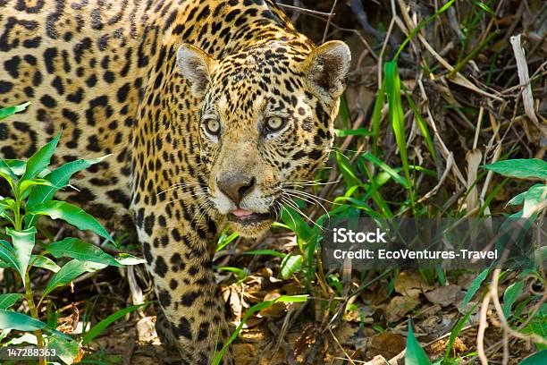 Jaguar Selvagem No Pantanal Brasil - Fotografias de stock e mais imagens de Jaguar - Gato - Jaguar - Gato, Perseguir - Animais caçando, Amarelo
