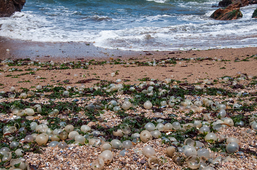 Colour photograph of seaweed on the chalk cliffs and beach of Flamborough Head, East Riding of Yorkshire in England. Flamborough Cliffs Nature Reserve is Home to one of the most important seabird colonies in Europe.