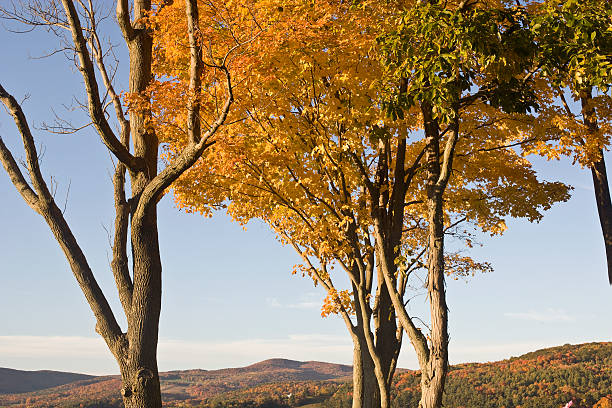 Vermont Maple trees in Autumn stock photo