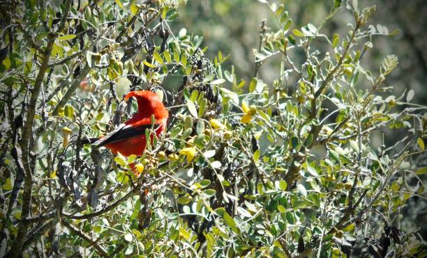 one adult 'i'iwi hawaiian honeycreeper bird (drepanis coccinea) is listed as a threatened species by the IUCN. bird watching on the island of maui, hawai'i - u.s.a. iiwi bird stock pictures, royalty-free photos & images