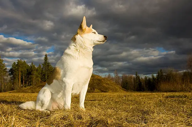 This is a huntingdog called "norrbottenspets"