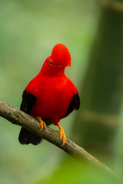 istock Cock of the rock 1472888438