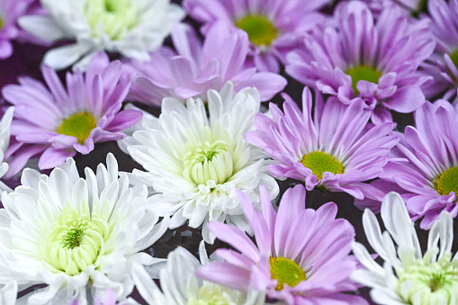 White Chrysanthemum flowers and purple daisy flowers