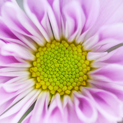 Pink daisy flower full macro close up