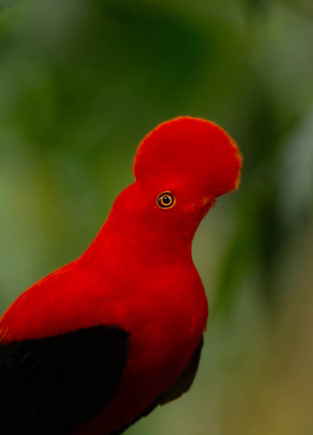 istock Cock of the rock 1472888472