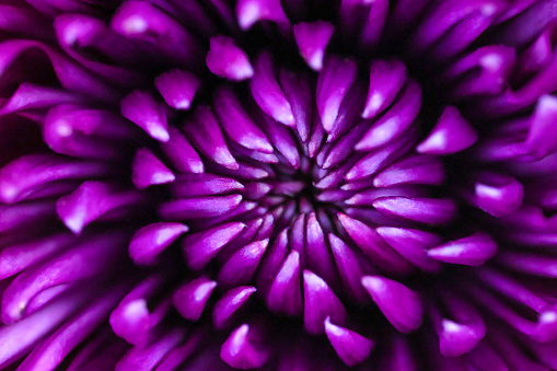 Chrysanthemum macro close up