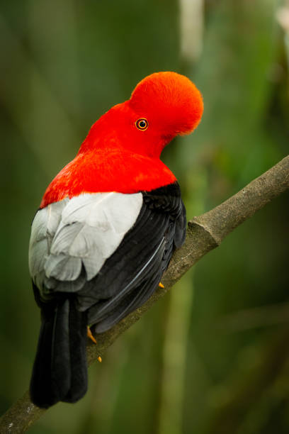 istock Cock of the rock 1472888491