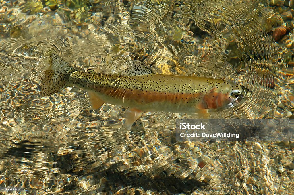 Kostenlose Schwimmmöglichkeiten Rocky Mountain Rainbow Trout - Lizenzfrei Lachsforelle Stock-Foto