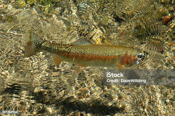 Kostenlose Schwimmmöglichkeiten Rocky Mountain Rainbow Trout Stockfoto und mehr Bilder von Lachsforelle