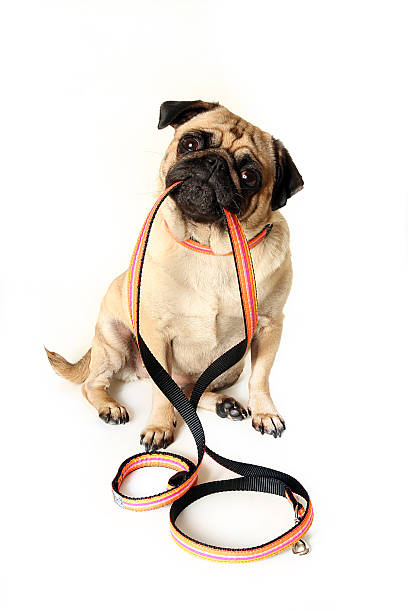 Pug doggie sitting down with orange leash in his mouth Cute Pug with leash in her mouth, waiting for a walk.   pug isolated stock pictures, royalty-free photos & images