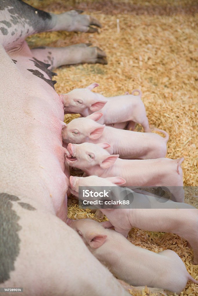 Cochinillos en período de lactancia - Foto de stock de Alimentar libre de derechos