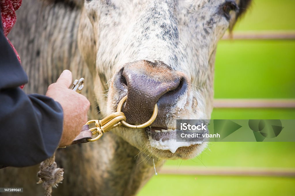 Longhorn de con la nariz y correa - Foto de stock de Animal libre de derechos