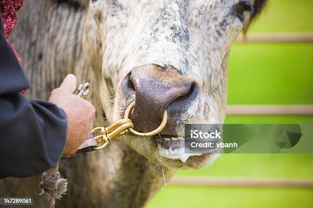 Longhorn De Con La Nariz Y Correa Foto de stock y más banco de imágenes de Animal - Animal, Cabeza de animal, Correa para mascota