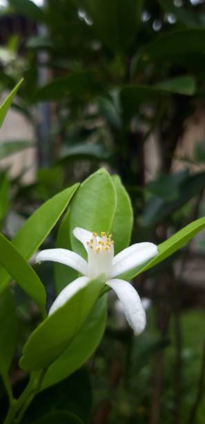 istock Green tangerine flower 1472892250