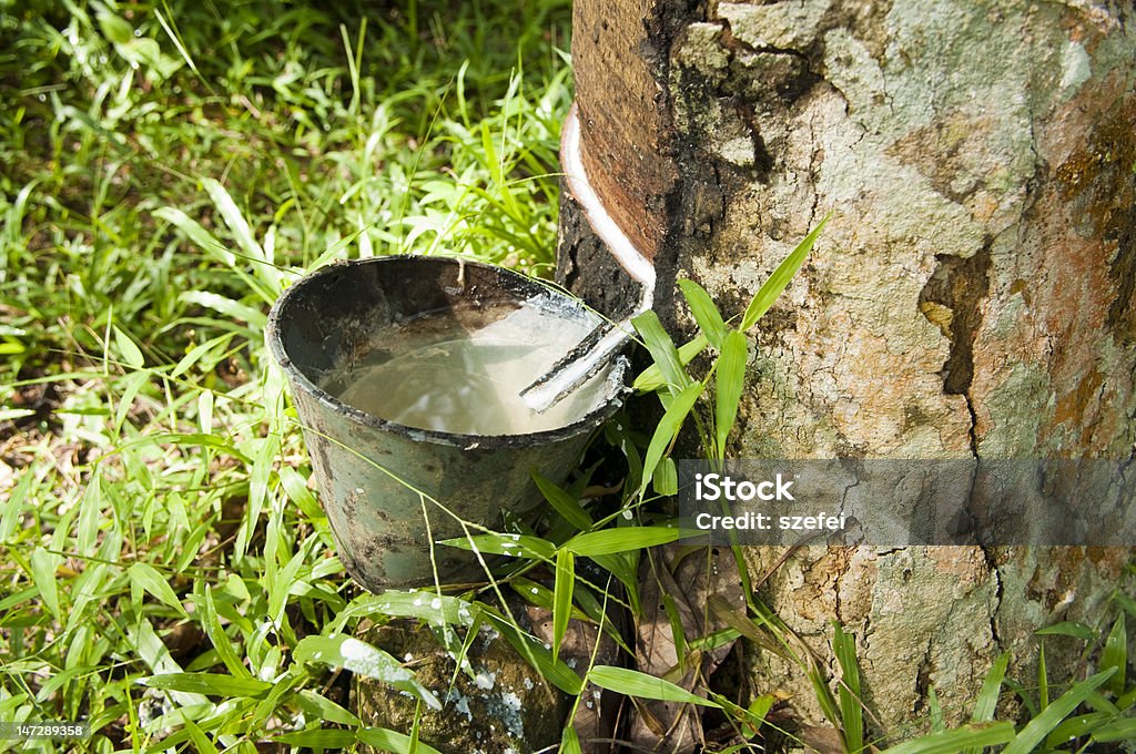 Gummi fließt von den Baum - Lizenzfrei Kautschukbaum Stock-Foto
