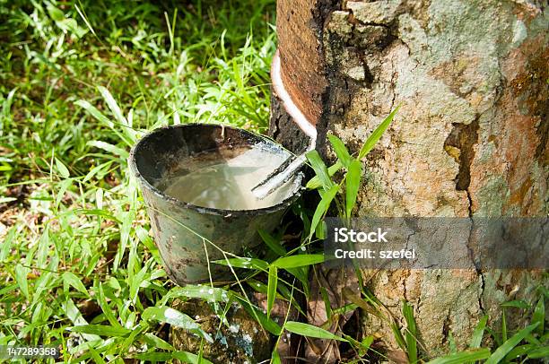 Gummi Fließt Von Den Baum Stockfoto und mehr Bilder von Kautschukbaum - Kautschukbaum, Kautschuksaft, Asien