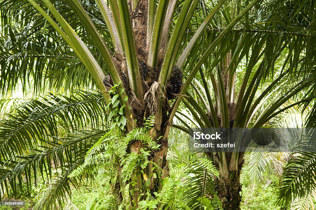 Olej palmowy Plantation - Zbiór zdjęć royalty-free (Azja)